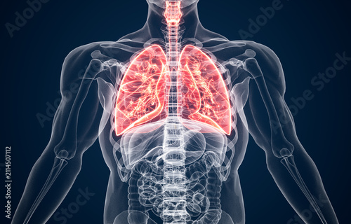 Human Respiratory System highlighting Lungs with rest of the body in X-ray