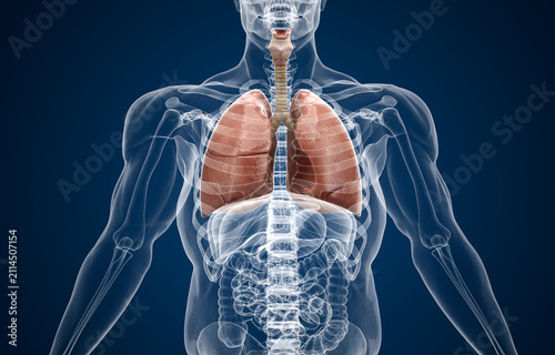 Human Respiratory System highlighting Lungs with rest of the body in X-ray
