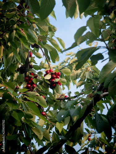 Ripe red sweet cherries hanging on a tree branch in summer