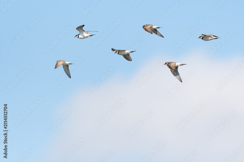 Fototapeta premium Little ringed plover (Charadrius dubius) a small bird with brownish-white plumage, a small flock of birds in flight, animals against the sky on a sunny summer day.