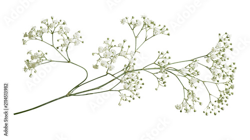 Quadro su tela Delicate white baby s breath flowers on thin green stems