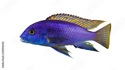 Quadro su tela Vibrant blue and yellow striped cichlid fish