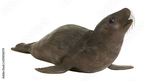Foto Brown seal pup with dark eyes and whiskers lying down
