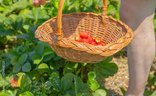 Foto Woman picking fresh strawberries in a basket on a farm