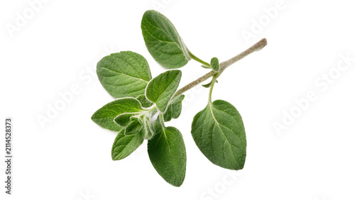 Fotografía Fresh green sprig of aromatic oregano herb isolated on transparent background