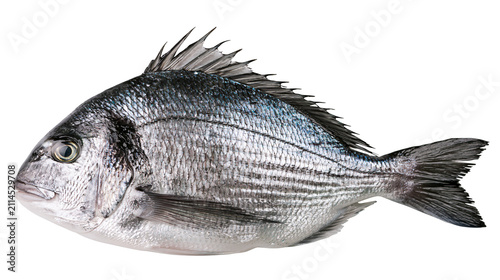 Фотография Silver Gilt-head Bream fish with scales and fins