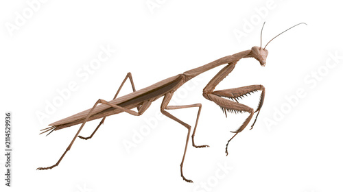 Konstfotografi Brown praying mantis insect with spiky forelegs extended