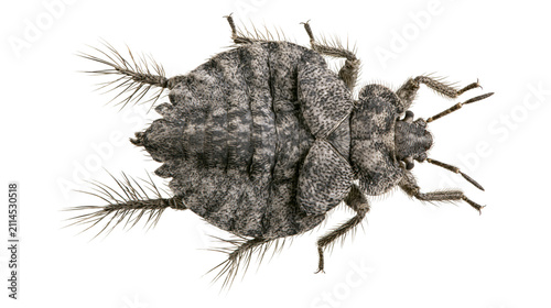 Cuadro en lienzo Dorsal view of a grey speckled insect with hairy legs and antennae