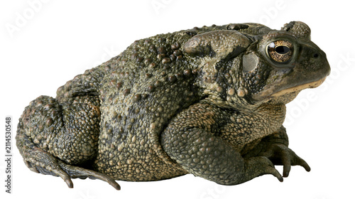 Cuadro en lienzo Warty green toad with textured skin and golden eye