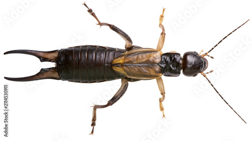 Canvastavla Dark brown earwig insect with segmented body and pincers
