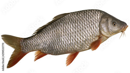 фотографія Common carp fish with scales and fins