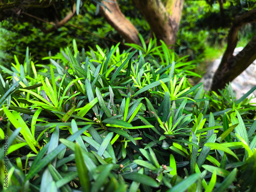 The scenic view of a podocarpus macrophyllus plant with vibrant green spear-shaped leaves