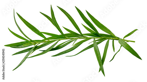 Fotografía Green slender leaves on a thin stem