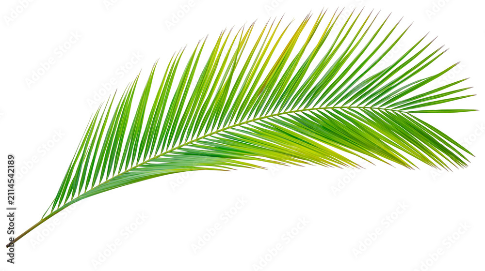 Foto Green palm frond with yellow tips