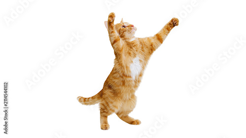 Orange tabby cat standing on hind legs with paws raised