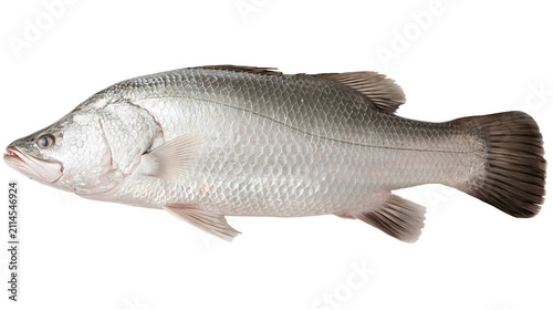 Konstfotografi Barramundi fish silver scales detailed fins, raw seafood