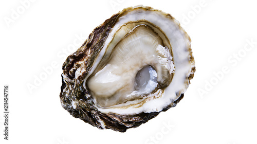 Konstfotografi Fresh open oyster with glistening meat and shell
