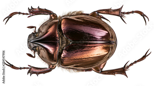 фотографія Metallic bronze scarab beetle with iridescent sheen and spiky legs