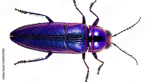 Fotografía Metallic purple beetle with segmented body and antennae