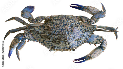Obraz na plátně Blue crab with speckled shell and sharp claws