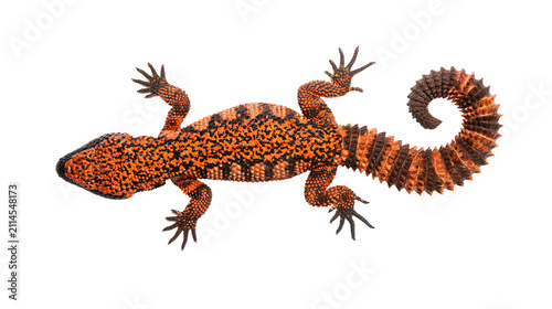 Canvas Print Gila Monster lizard with orange and black beaded skin and curled tail