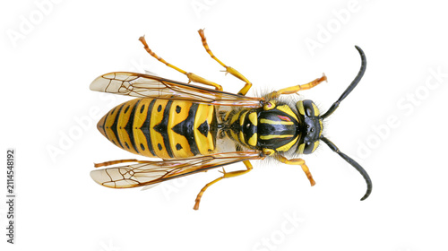 Fotografía Yellow and black striped wasp insect with wings