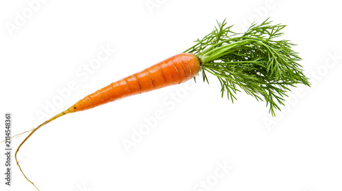 Obraz na płótnie Fresh orange carrot with green leafy tops and thin root