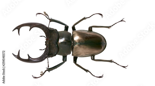 Fotografía Giant Stag Beetle Insect with Large Mandibles