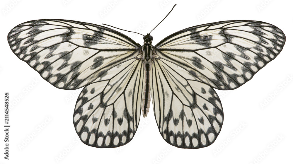 Fototapeta premium Paper Kite Butterfly with Black and White Patterned Wings