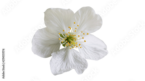 Konstfotografi Delicate white cherry blossom flower with yellow stamens