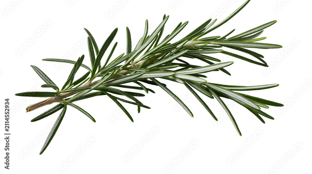 Fototapeta premium Fresh green rosemary sprig with needle-like leaves