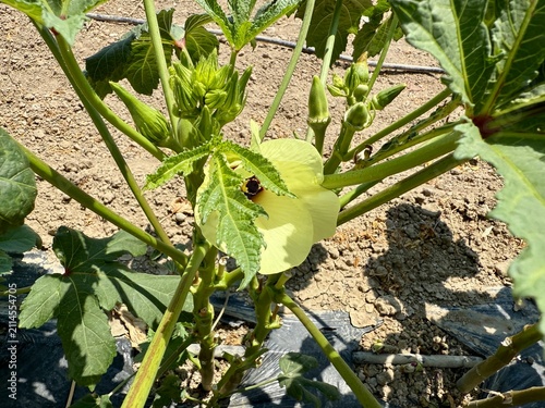 A close-up shot of the fruits and flowers of the okra plant. An agricultural field planted with okra.