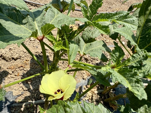 A close-up shot of the fruits and flowers of the okra plant. An agricultural field planted with okra.