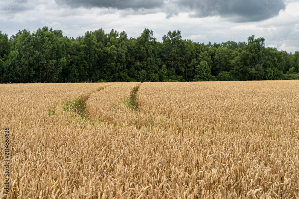 Fototapeta premium Tractor tracks leading through a ripe wheat field with forest in the background under cloudy summer sky.