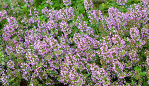Thyme blooms in the garden. Bush of purple thyme flowers.