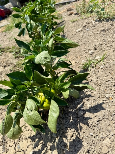 Close-up shot of bell peppers growing in a garden bed. A field planted with bell peppers and other vegetables.