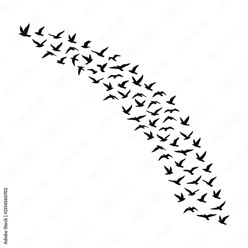 Obraz premium Large flock of birds flying in formation against white background