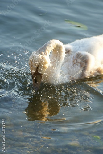 Принти на полотні Baby swan swim and making splash on the lake with many drops, waterbirds backgro
