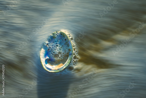 Abalone shell on the beach with water rushing by