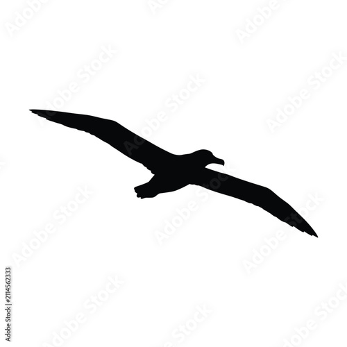 Bild auf Leinwand Graceful black silhouette of albatross flying with spread wings isolated on whit