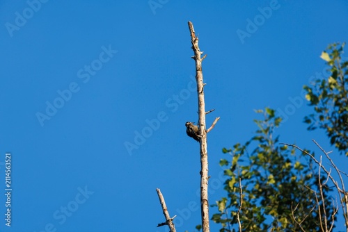 Obraz na płótnie A woodpecker occupies the top of a dead tree, skillfully blending into the natur