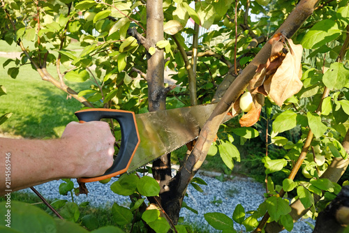 Apple tree pruning removes diseased branches with a hand saw, helping control canker and protect orchard health