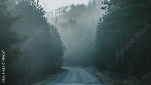 A lonely empty road winding through a dark pine forest with thick morning fog and moody atmosphere in the deep woods of the countryside during a cold and quiet autumn day in nature