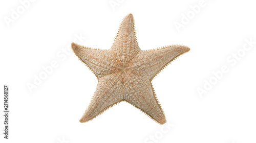 Foto Starfish marine echinoderm with five arms