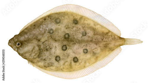 Картината върху платно Flatfish with distinctive circular spots and textured skin