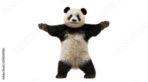 Panda bear standing with arms outstretched