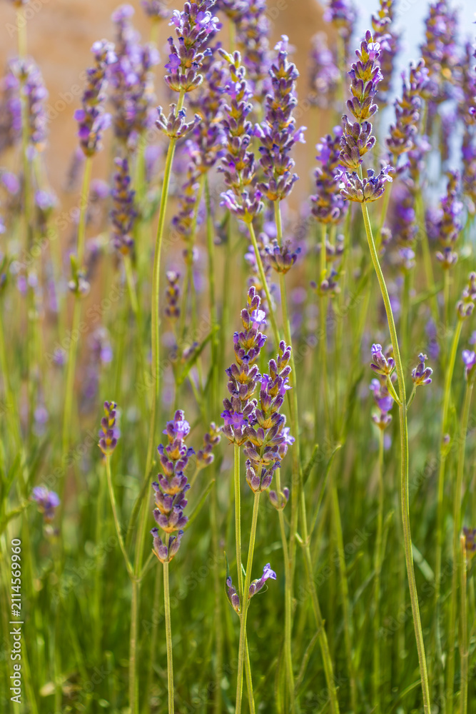 Obraz premium Lavender flowers blooming in Cappadocia. Wellness, aromatherapy and sustainable lifestyle concept.