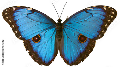 Fotografie Blue Morpho Butterfly with Orange Eye Spots