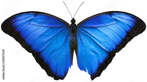 Fotografie Blue morpho butterfly with black wing edges