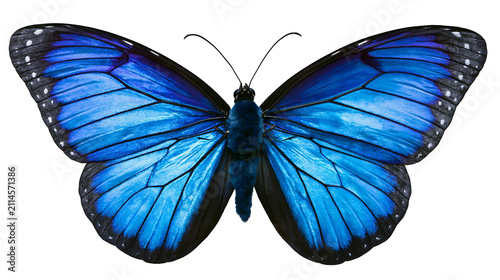 Cuadro en lienzo Vibrant blue morpho butterfly with black wing edges and white spots